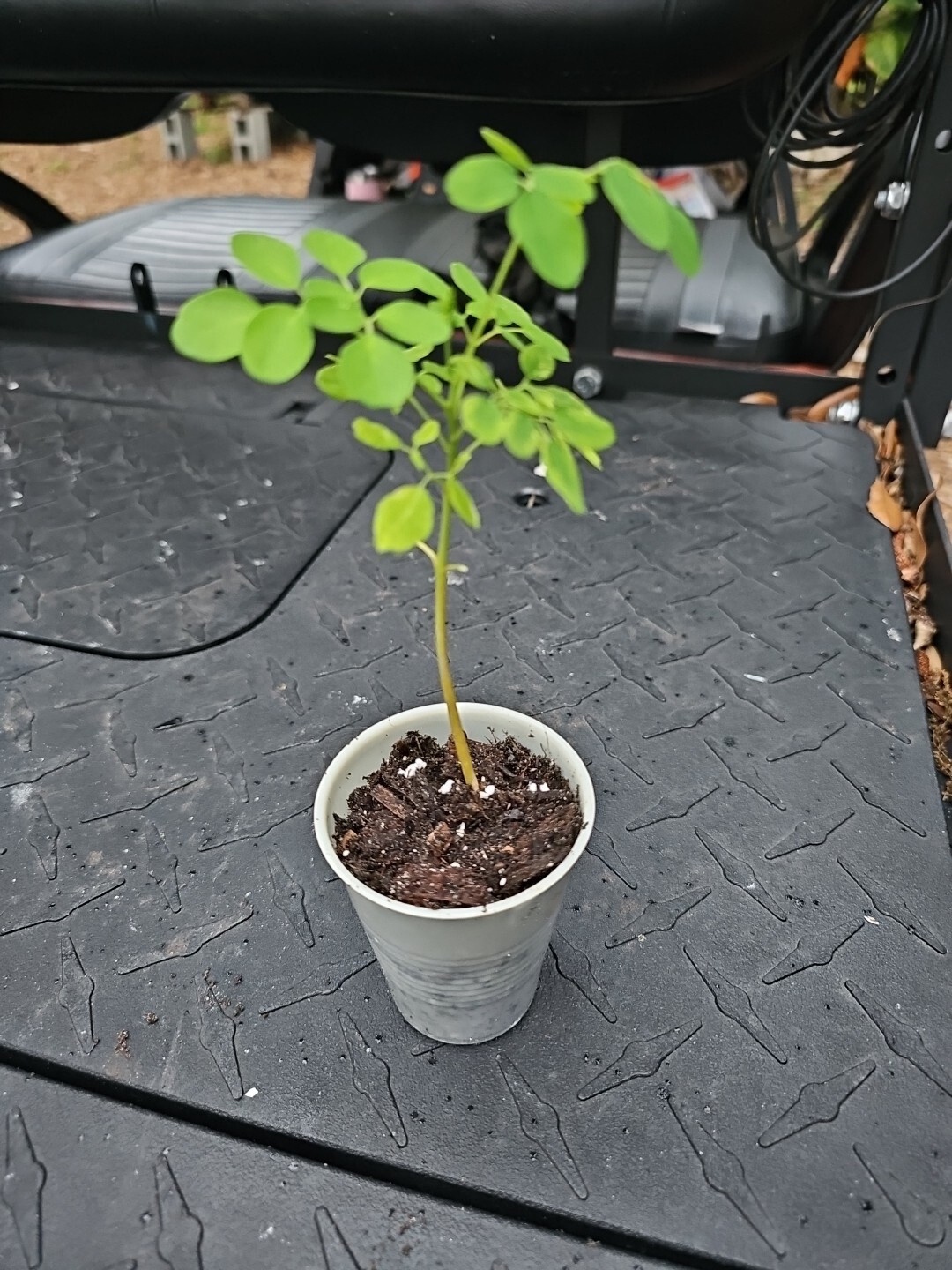 Moringa Rooted Live Plant 8″ + Tree Of Life Food Forest Plus 2 Extra Seeds