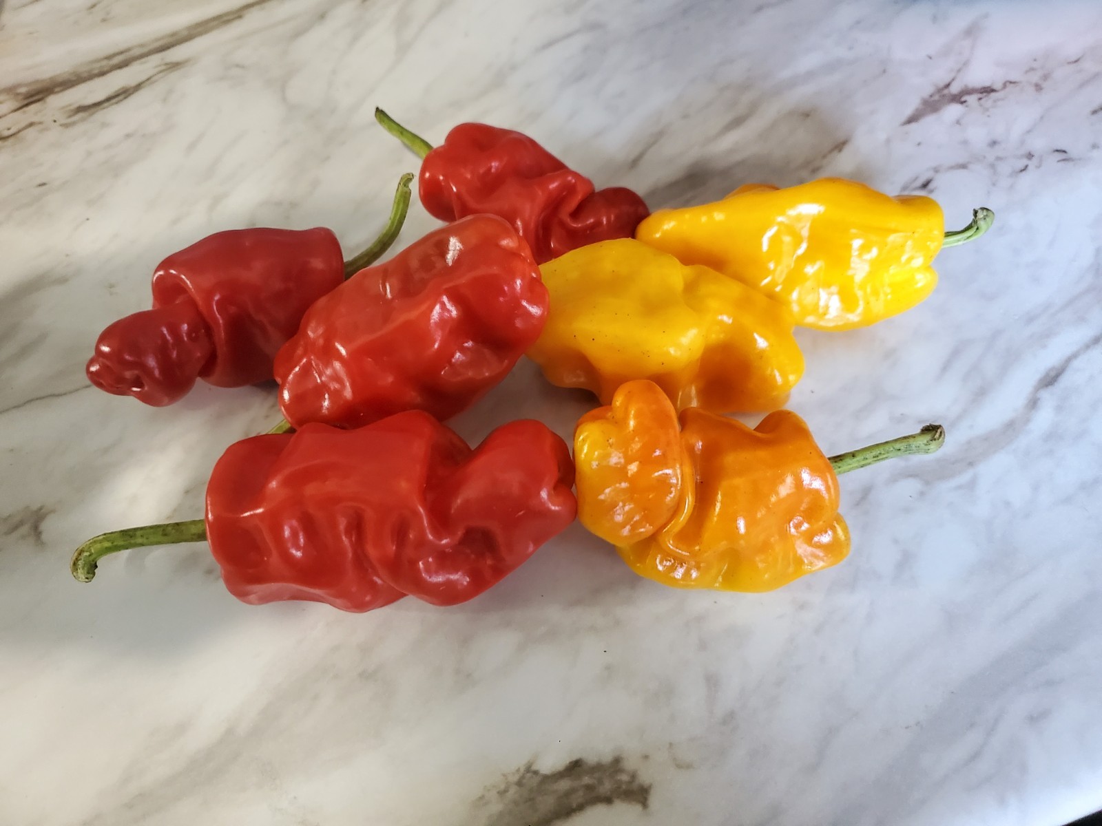 DRAGON’S TOE Hot Pepper Seeds – 25+ seeds Organically Grown in TN