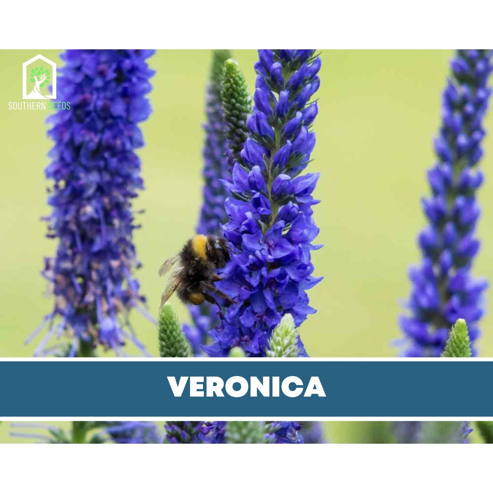 Veronica (Spiked Speedwell) – 50 Seeds (Veronica spicata)