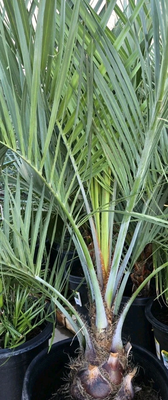1 Jelly Pindo Palm Tree Plant (Butia capitata) Cold Hardy, 12+ Years, 52″ to 58″