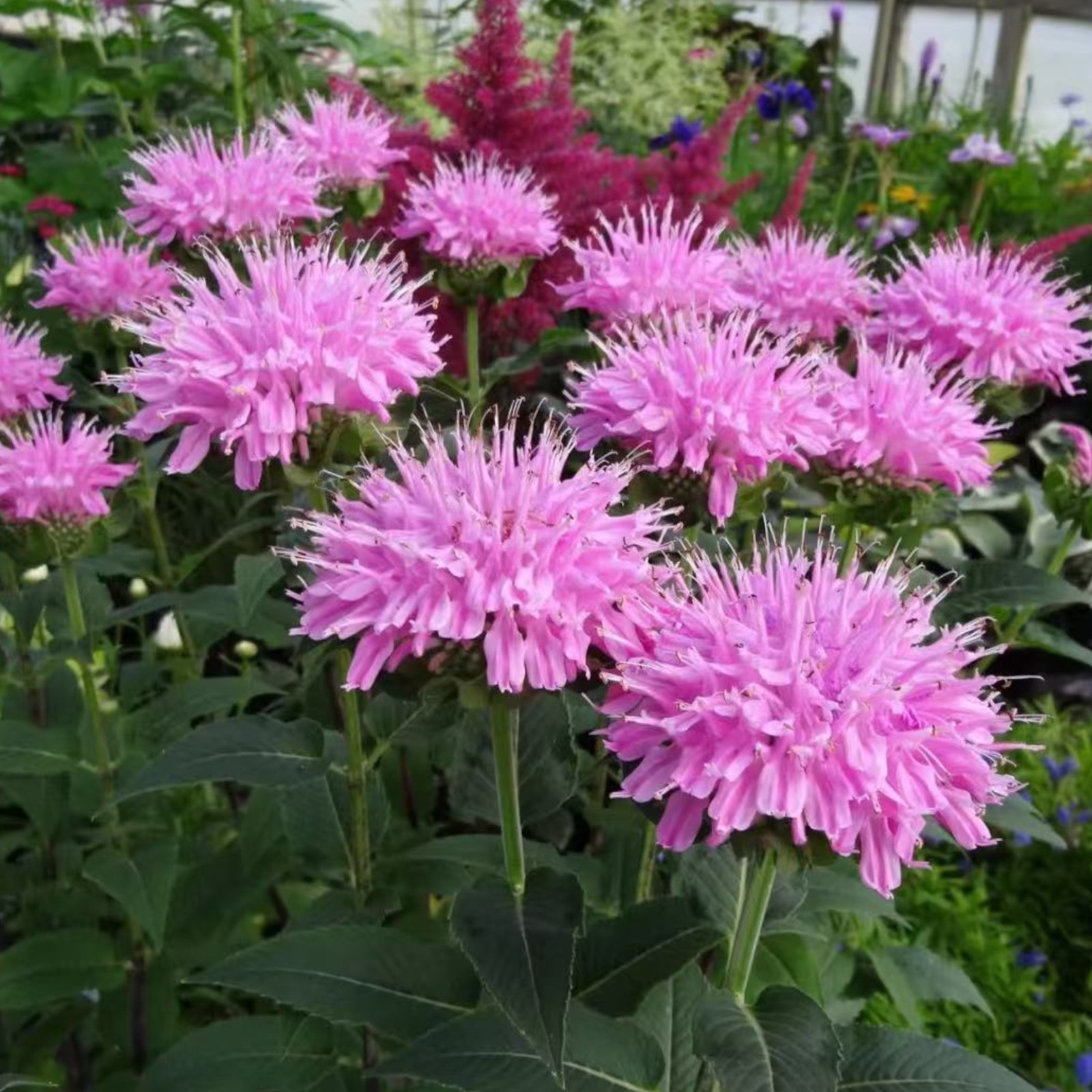 1000 Pink Bee Balm Seeds Monarda – Perennial Flower for Pollinators Zones 4–9
