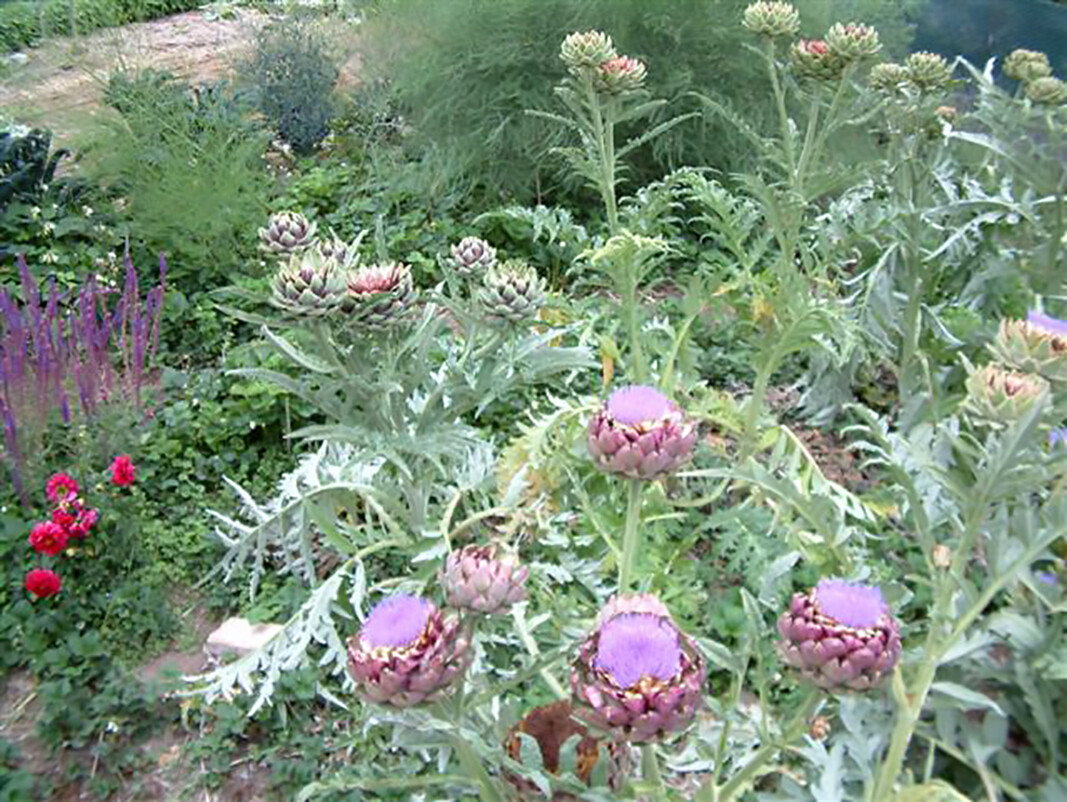 Globe Artichoke, Cynara scolymus, Seeds (Fast, Edible, Showy)