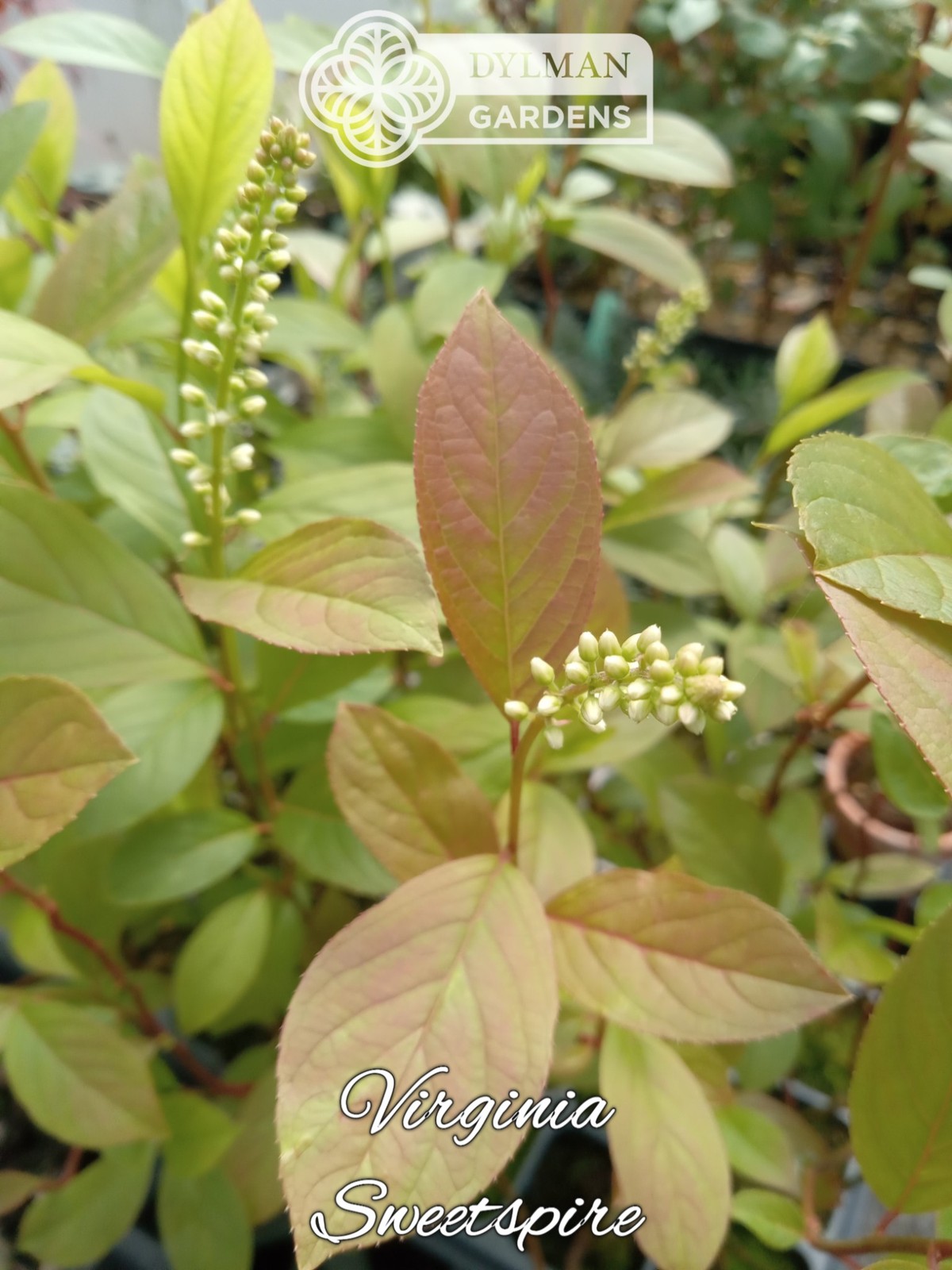 Sweetspire (Itea virginica) – Virginia Willow – Live Plant – Multiple Sizes