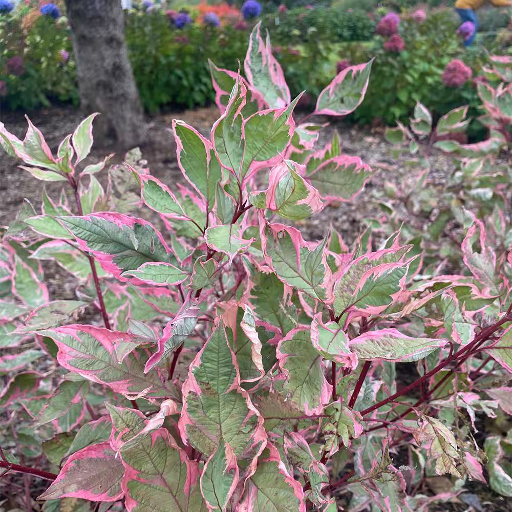 2 Gal. Sgt Pepper Dogwood Shrub