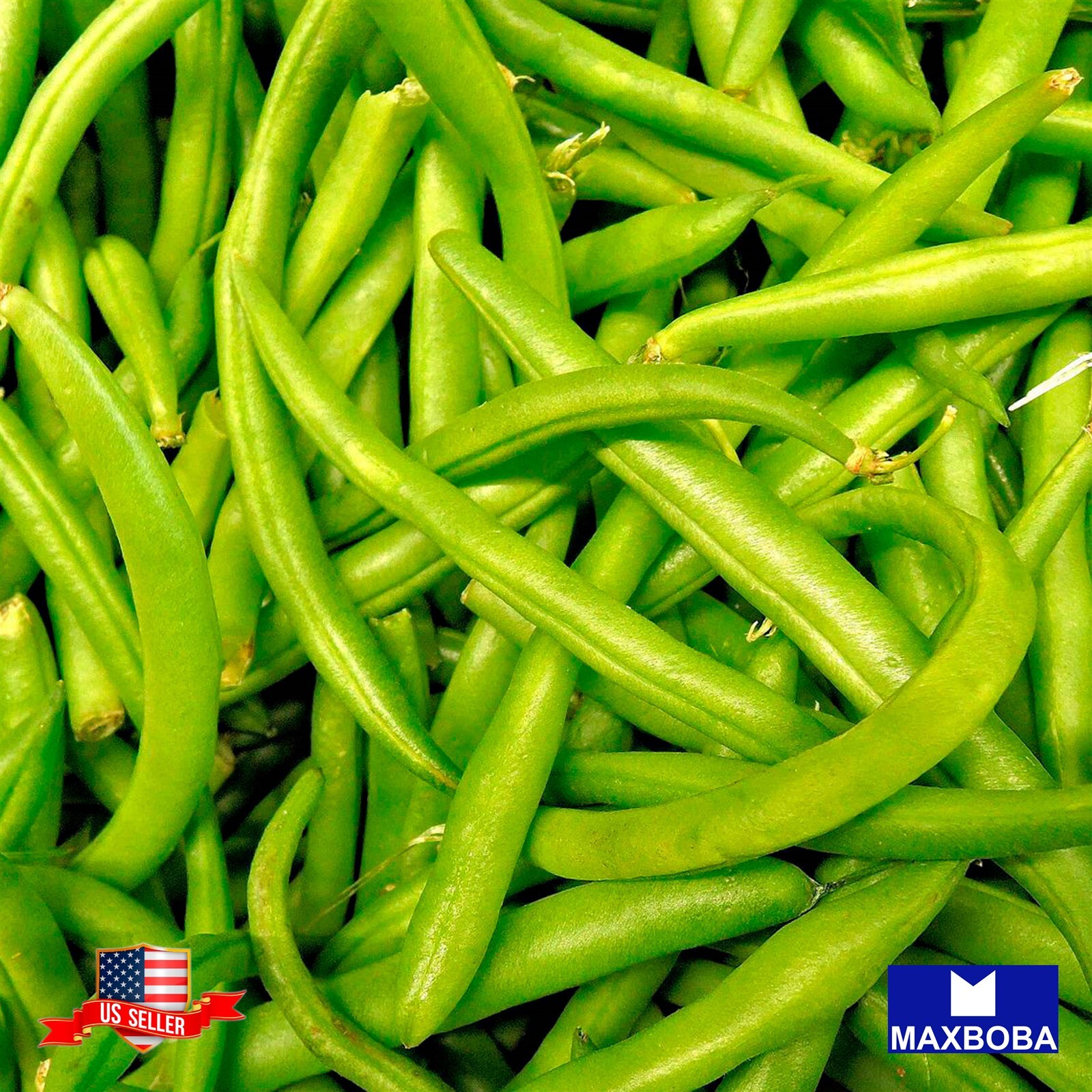 Bean Seeds – Bush – Blue Lake Bush 274 | Heirloom | Non-GMO Annual Vegetable