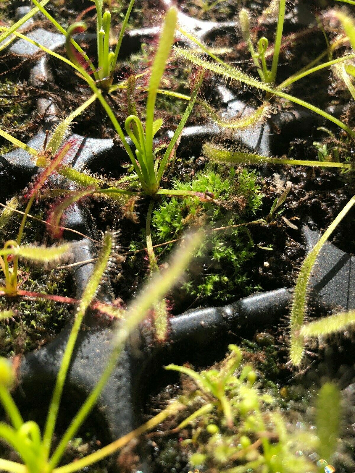 LIVE Carnivorous Cape Sundew (Drosera capensis Typical) Small Plant