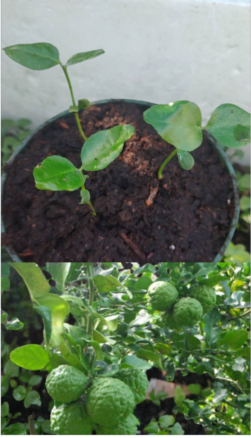 Pot of 3 healthy kaffir lime Tree 2-4 inches tall Seedlings. USA