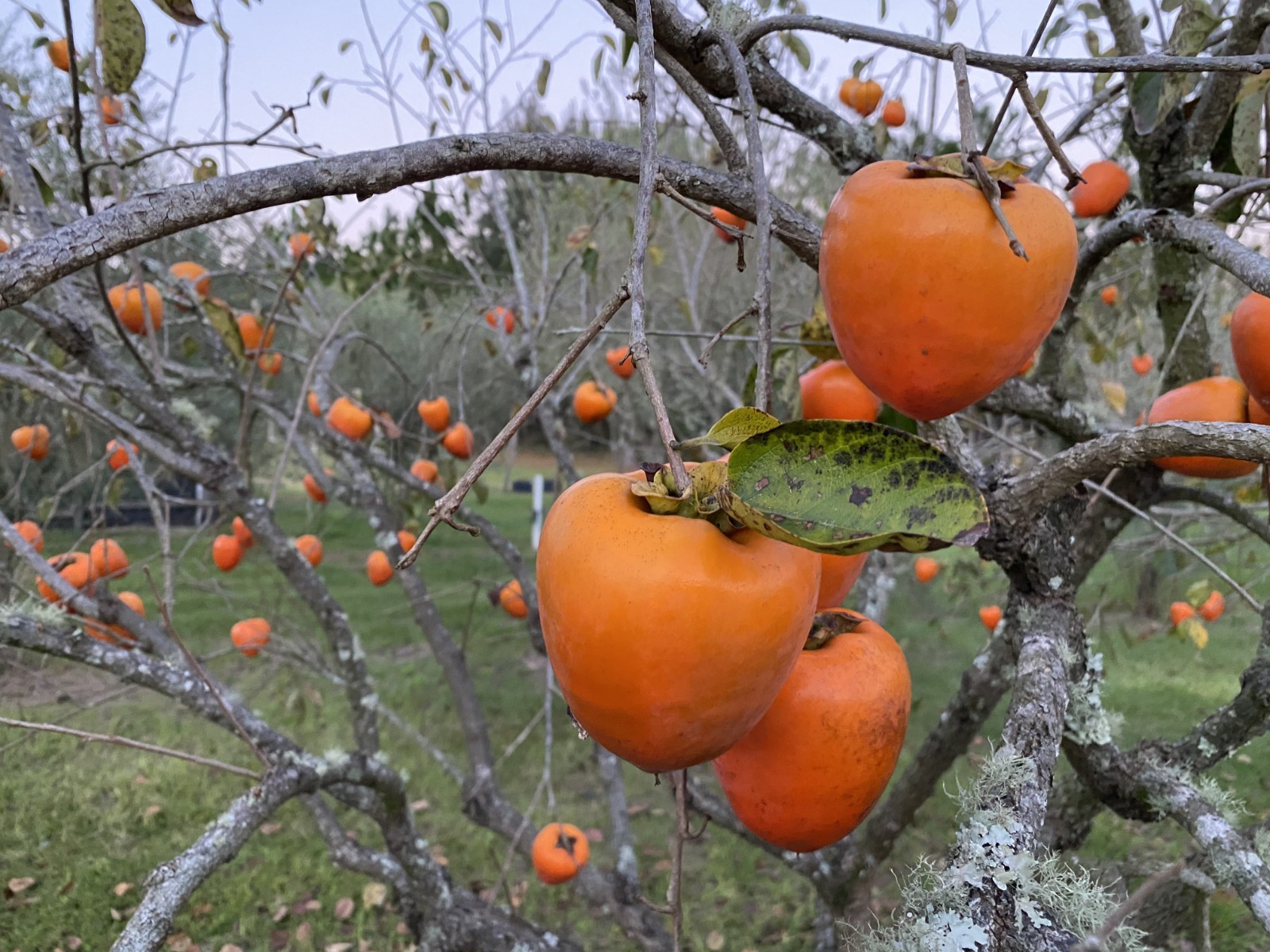 HACHIYA PERSIMMONS PUREE (3- 2 cup Packages)