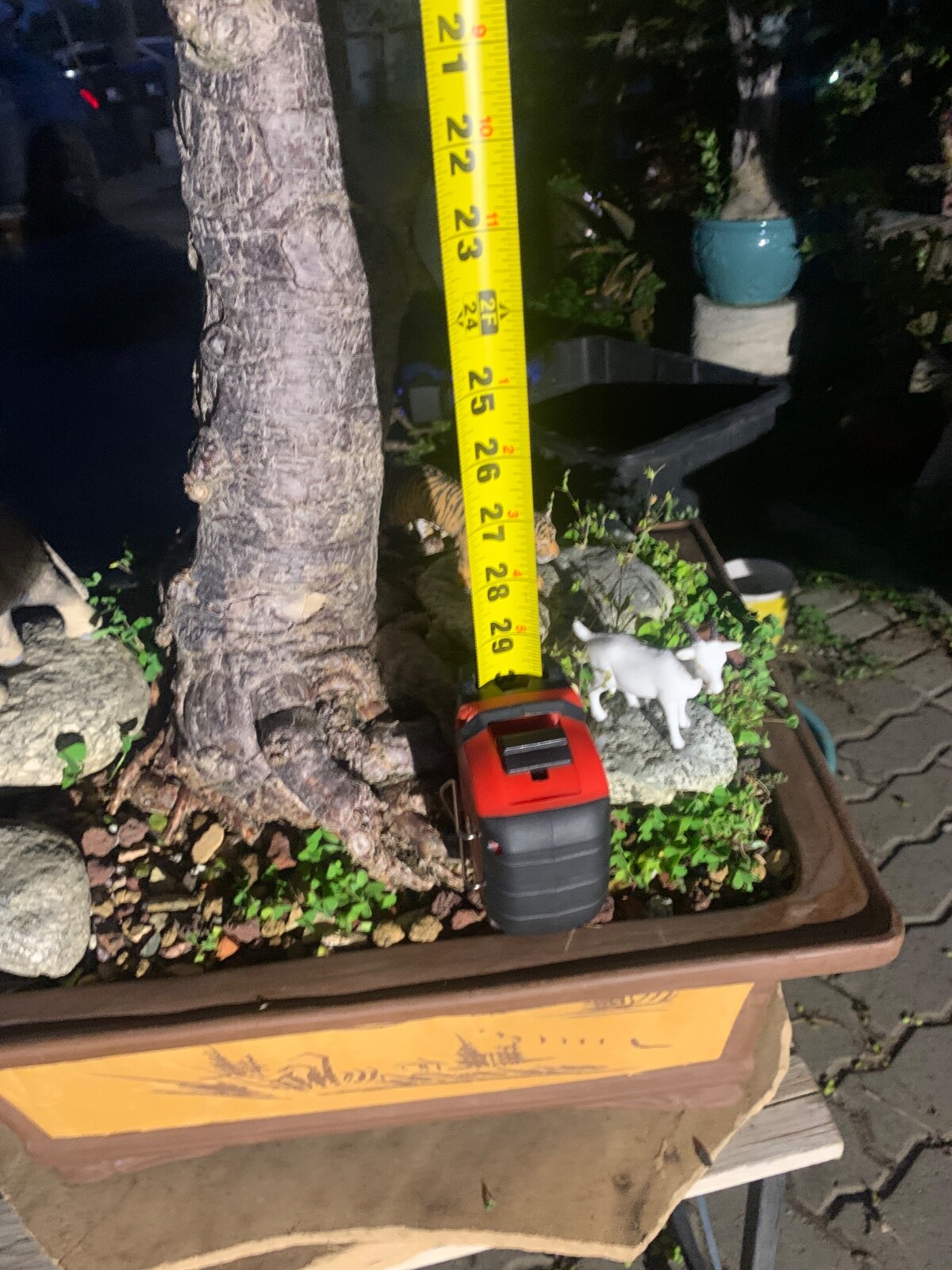 Portulacaria Afra Bonsai Tree Live Jade Indoor Succulent Elephant Bush 30″ Tall