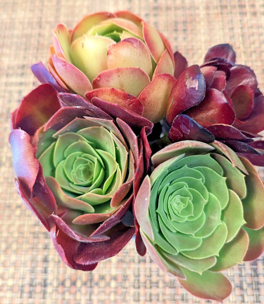 QUARTET (= A SET OF 4 DIFFERENT) AEONIUM CUTTINGS – 2″ (= 5 CM) DIAMETER