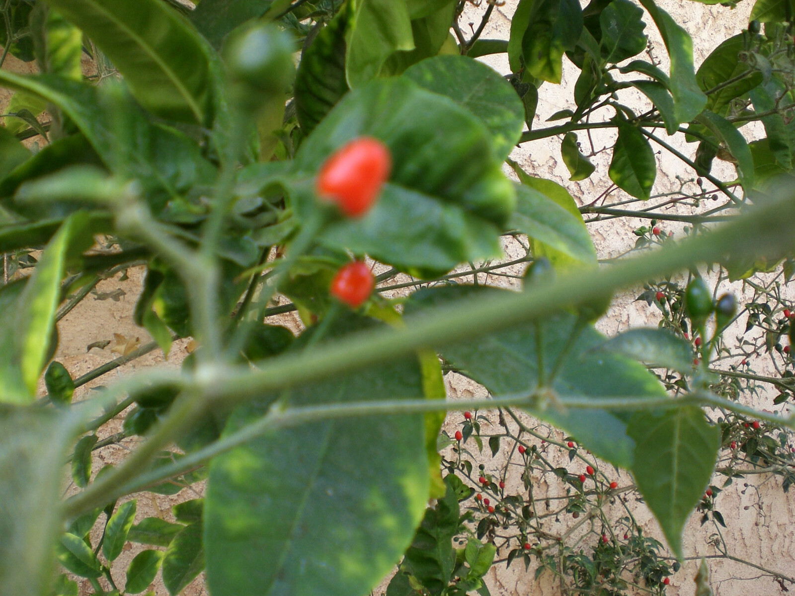 1000 seeds, semillas Chiltepin  PEQUIN Wild ChilE PepperS,PETIN,BRIGHT RED