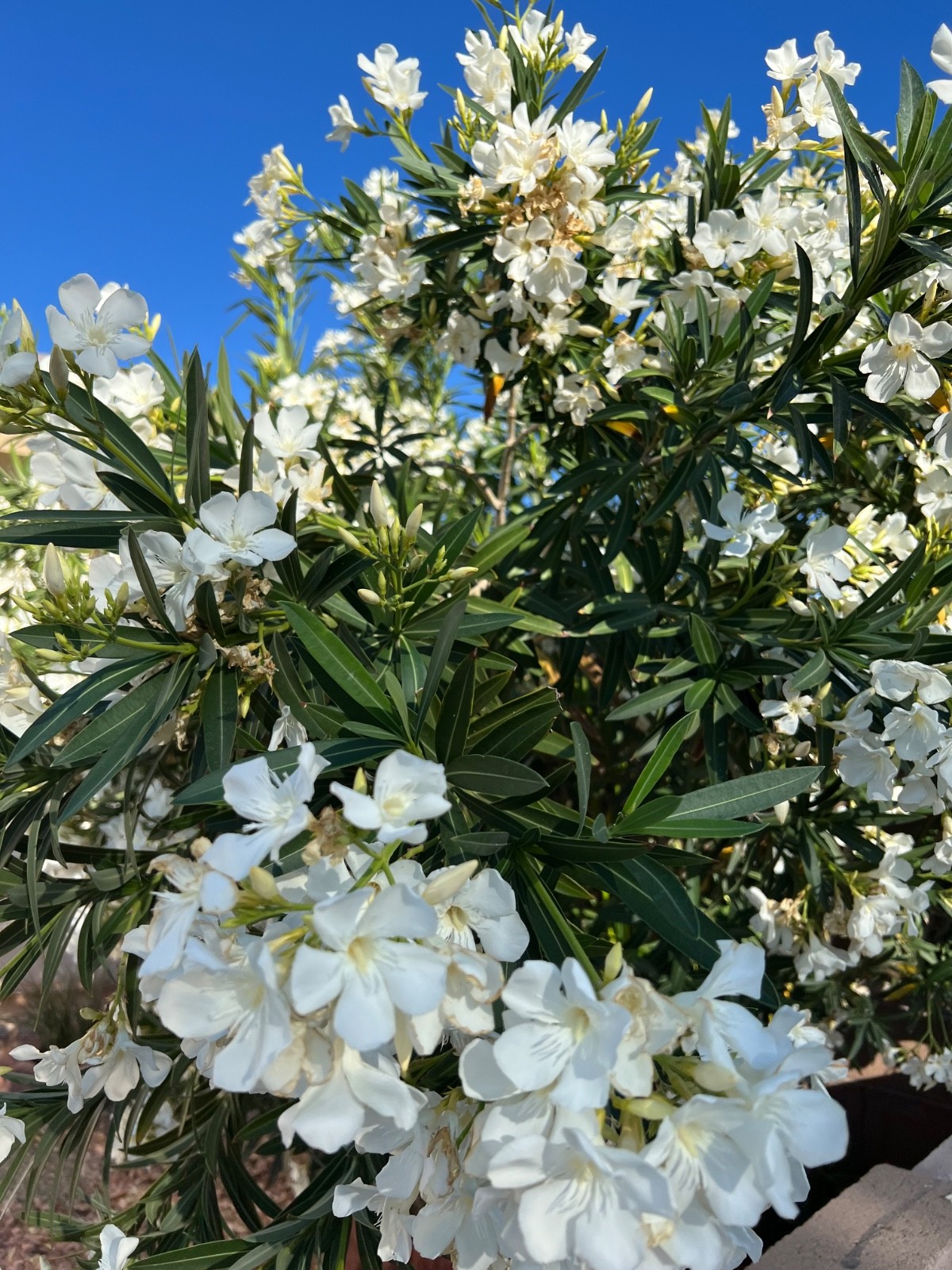 Oleander ‘WHITE’ – 10 live plant cuttings – NO ROOTS or POT -SUPER RARE