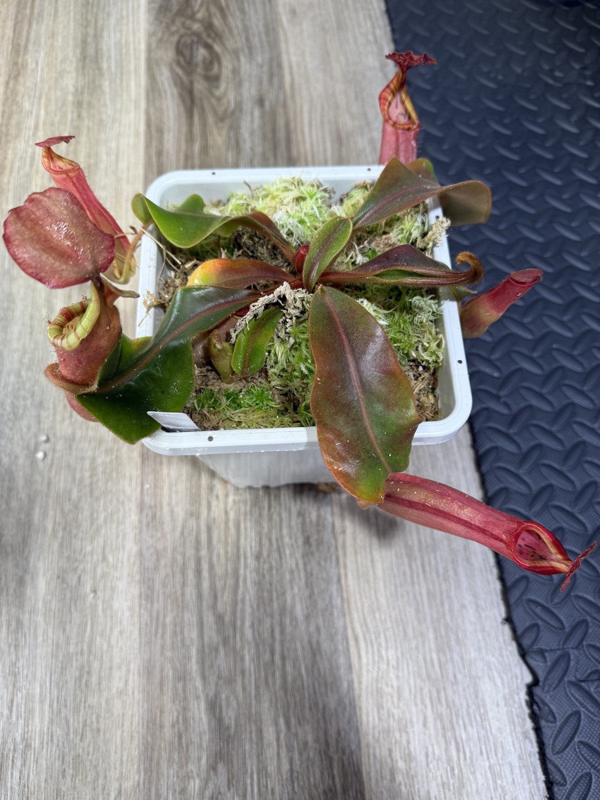 Nepenthes Vetchii Kelabit Highlands x S.O.M. x L.V.B.