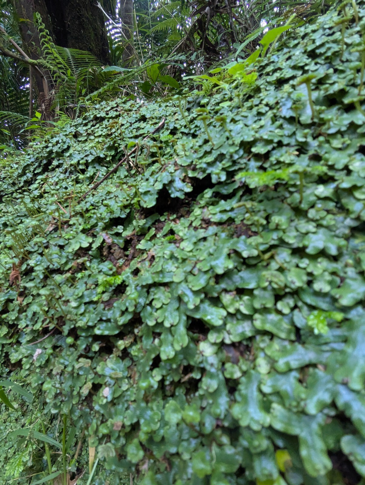 x3 Live Rare Bare Plants : 3″ inch : Marchantia Liverwort rainforest groundcover