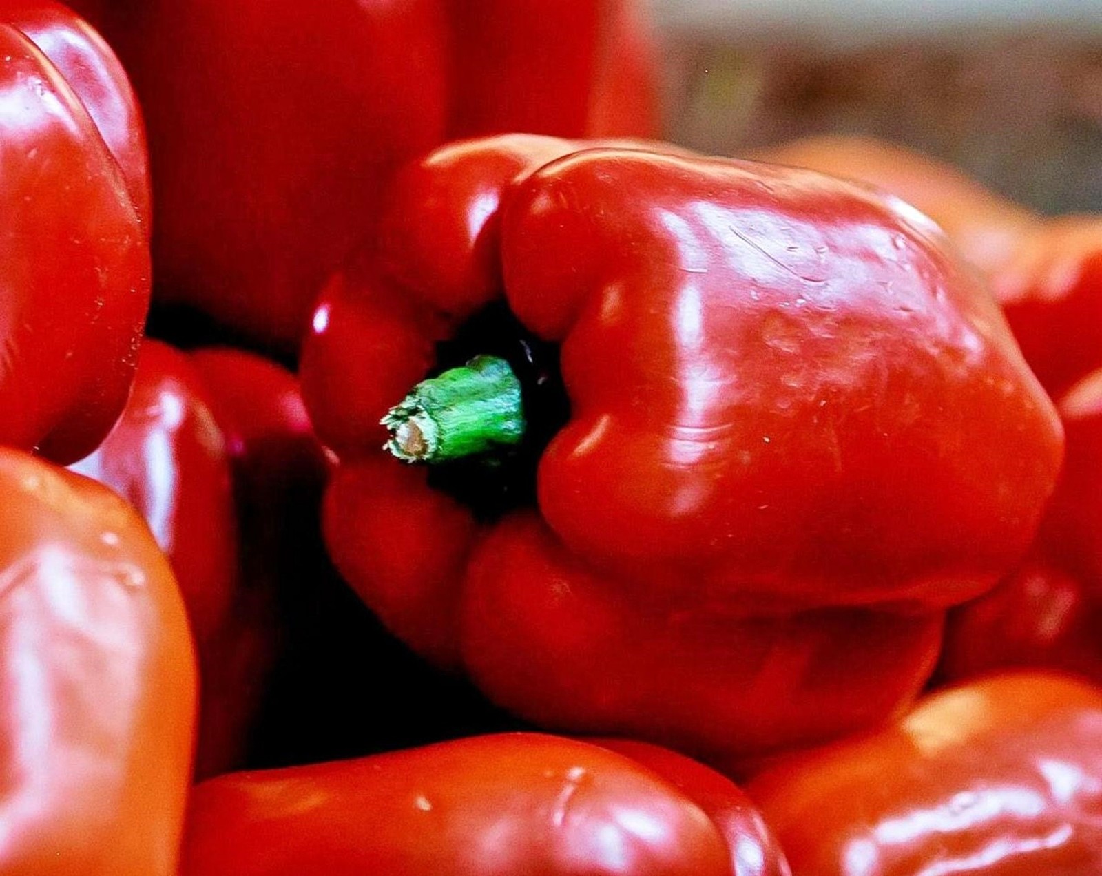 Cal Rose Red, Sweet Pepper