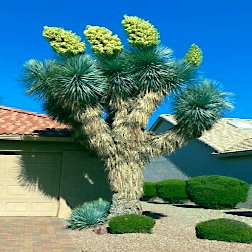 10 BLUE YUCCA TREE SEEDS (Yucca rigida) Exotic “RARE” Agave Cold Hardy~Zone 5