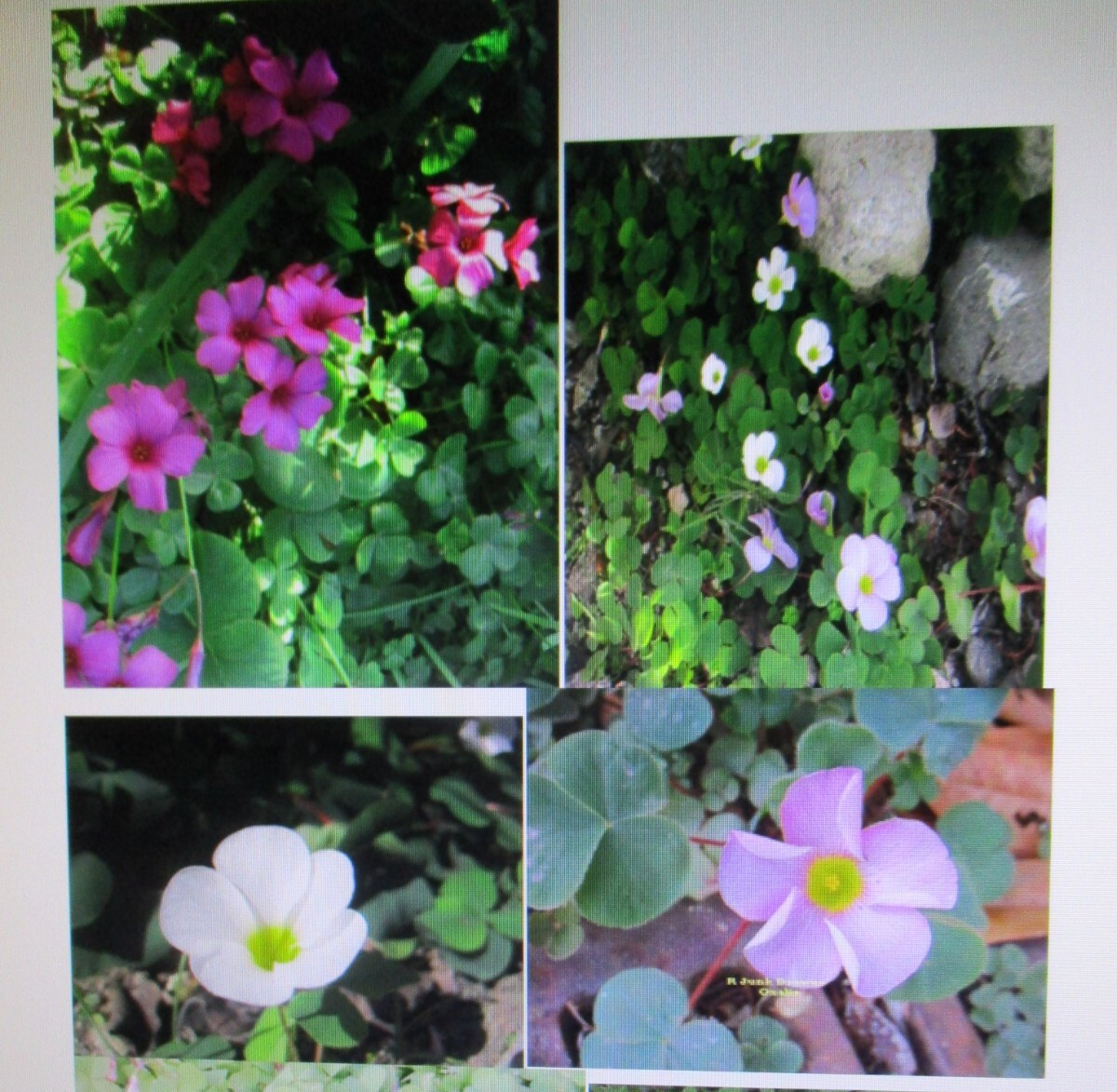 Oxalis Collection 20 ML Bulbs 4 varieties not labeled