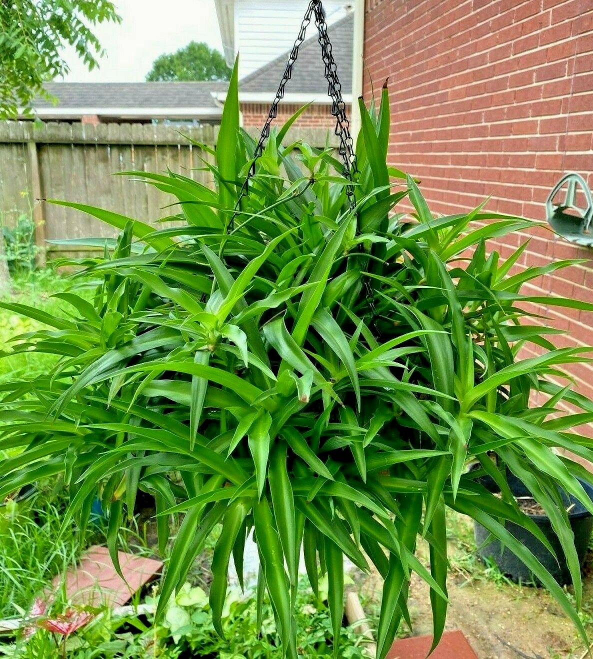 10 of air clear house plant rooted- spider plant all green bare rooted