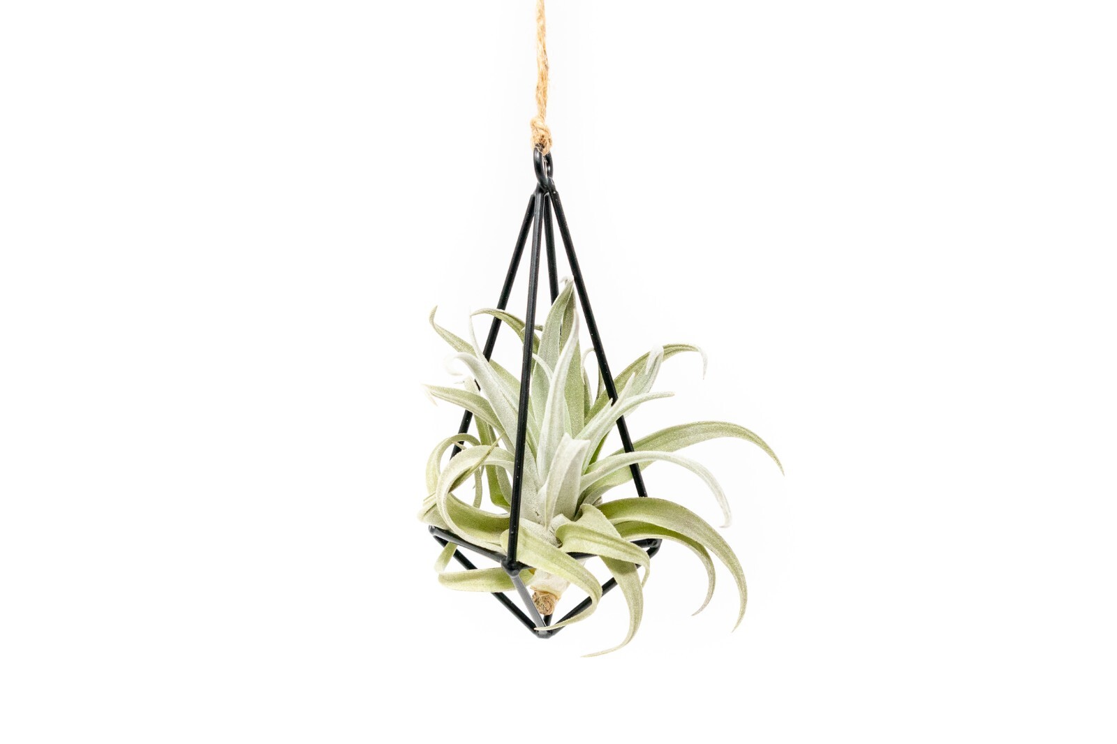Hanging Black Metal Pendant with Medium Air Plant – Wholesale Tillandsia Decor