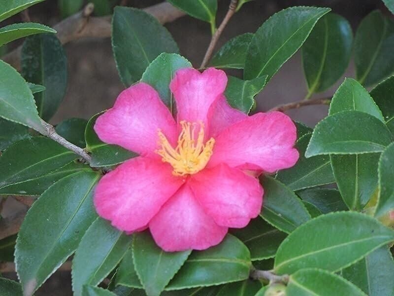 Camellia Kaniiro | 3 Gallon | Camellia japonica | Winter Blooms | Shade Tolerant
