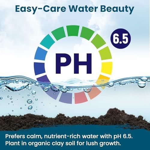 60 PCS Mixed Color Lotus Seeds for Planting in Water | Non-GMO Aquatic Plants fo