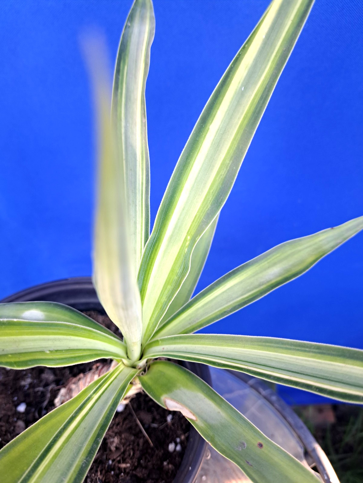 Yucca Hybrid ‘Soliaris’ Variegated Plant 11×13