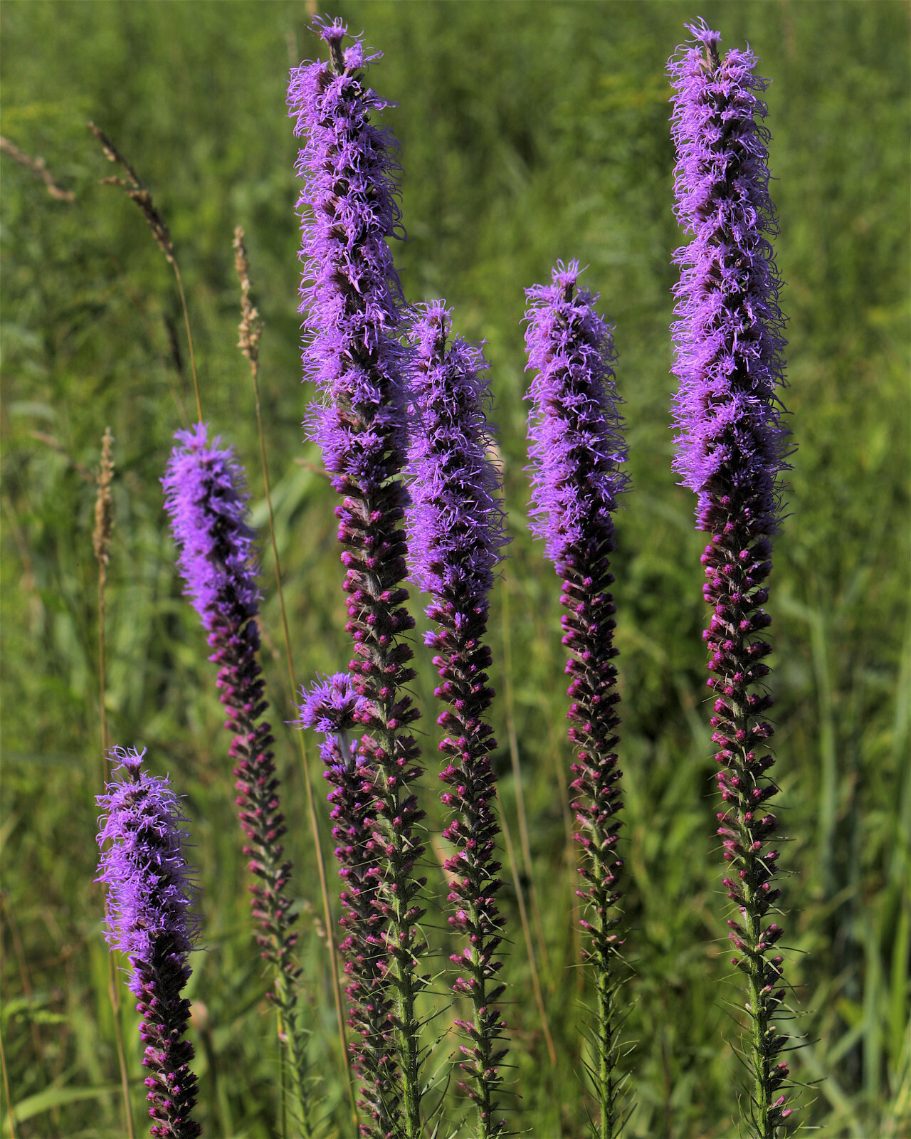Liatris Spicata – Dense Blazing Star seed