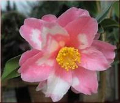 **SHIBORI-EGAO**Bicolor Bloom**Camellia Japonica-Live Starter Plant -USA Seller-