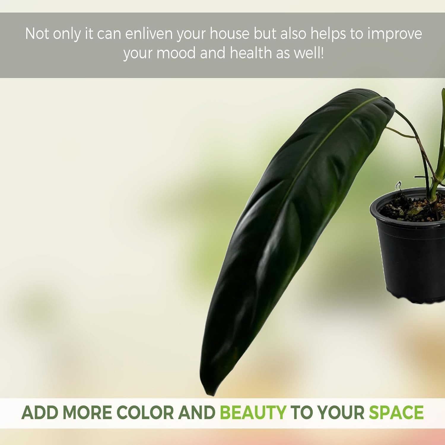Philodendron Patriciae Live House Plant, Unique Gift for Plant Lovers!