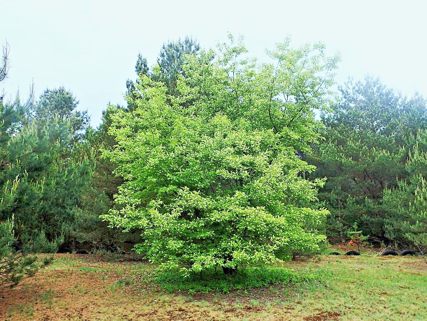 Wild Black Cherry Tree | Premium Seeds | Prunus serotina ‘Spring’ | Plants’®
