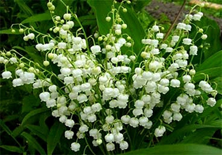 Lily of the Valley pups, ready to plant.