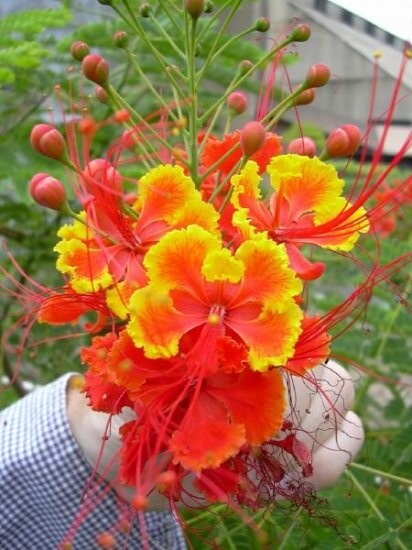 Caesalpinia Pulcherrima 10 Seeds Barbados Flowering Shrub Tree, Bird of Paradise