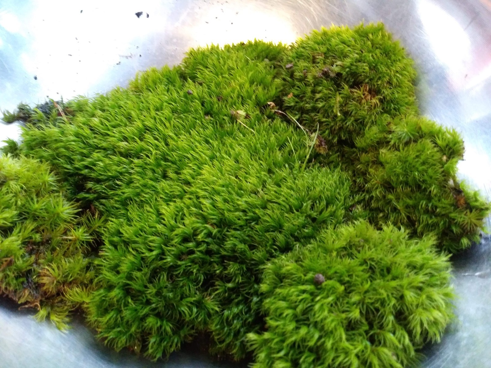 Live KENTUCKY Mood/Fern/Sheet Moss Perfect for Terrariums, Crafts, Gardens