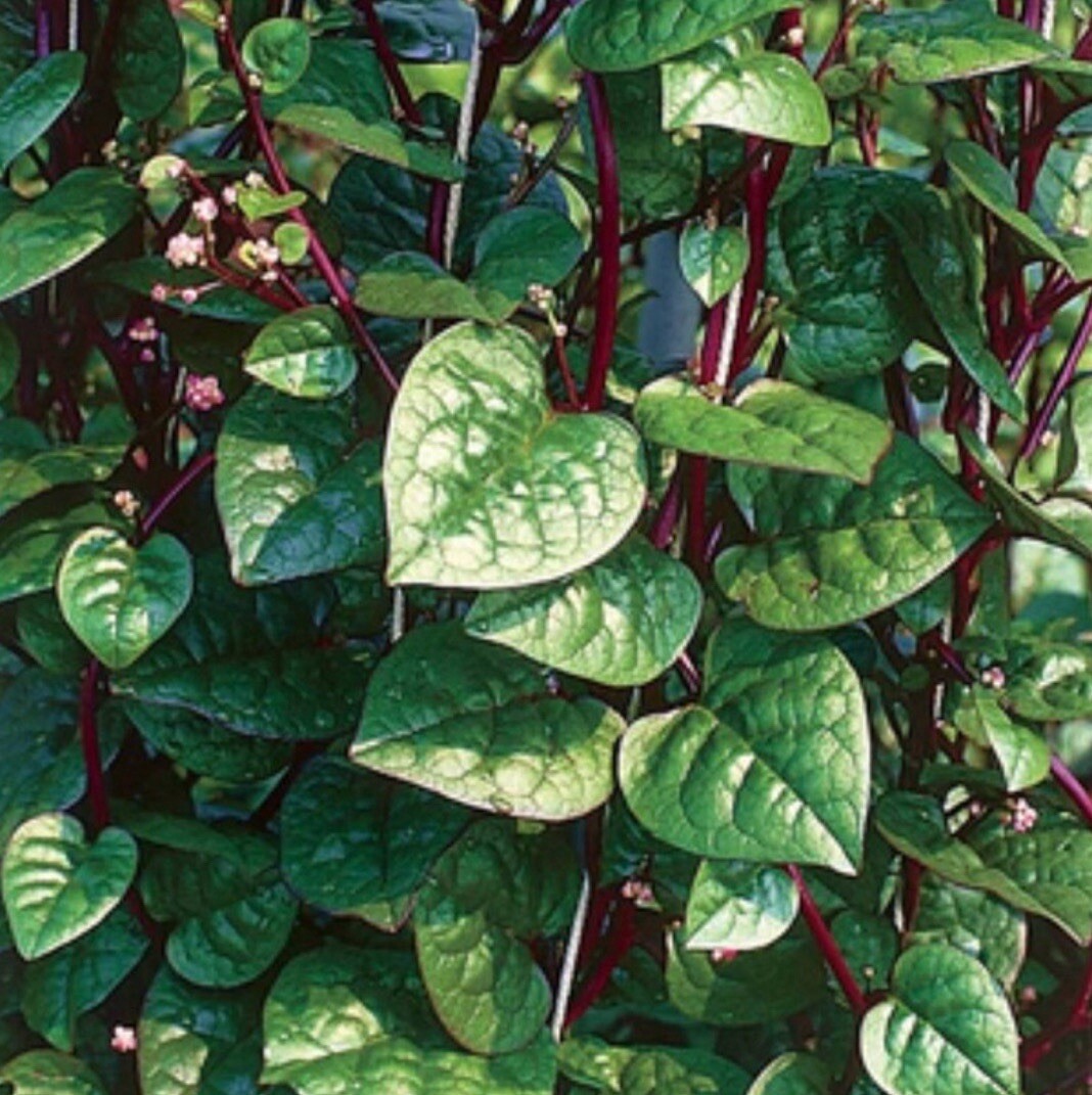 50+ SEEDS RedStem Malabar Spinach Seeds | Basella Alba Rubra Ceylon Buy3get2free