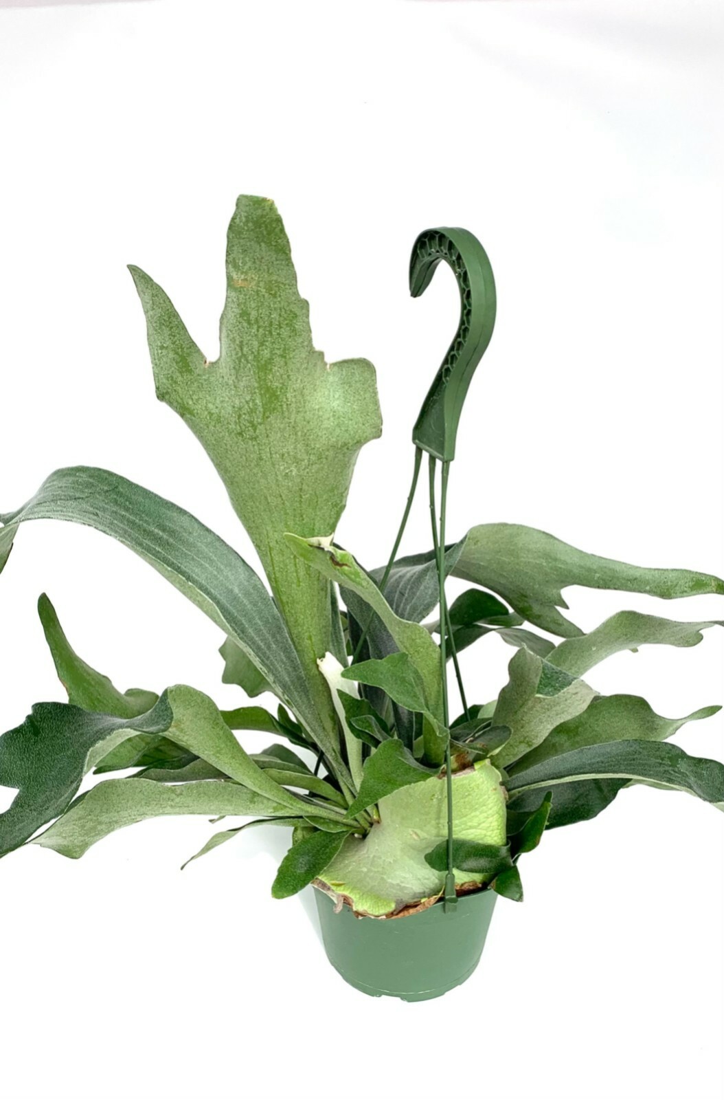 Staghorn Fern Platycerium Bifurcatum Netherlands in 6″ Hanging Pot FREE SHIPPING