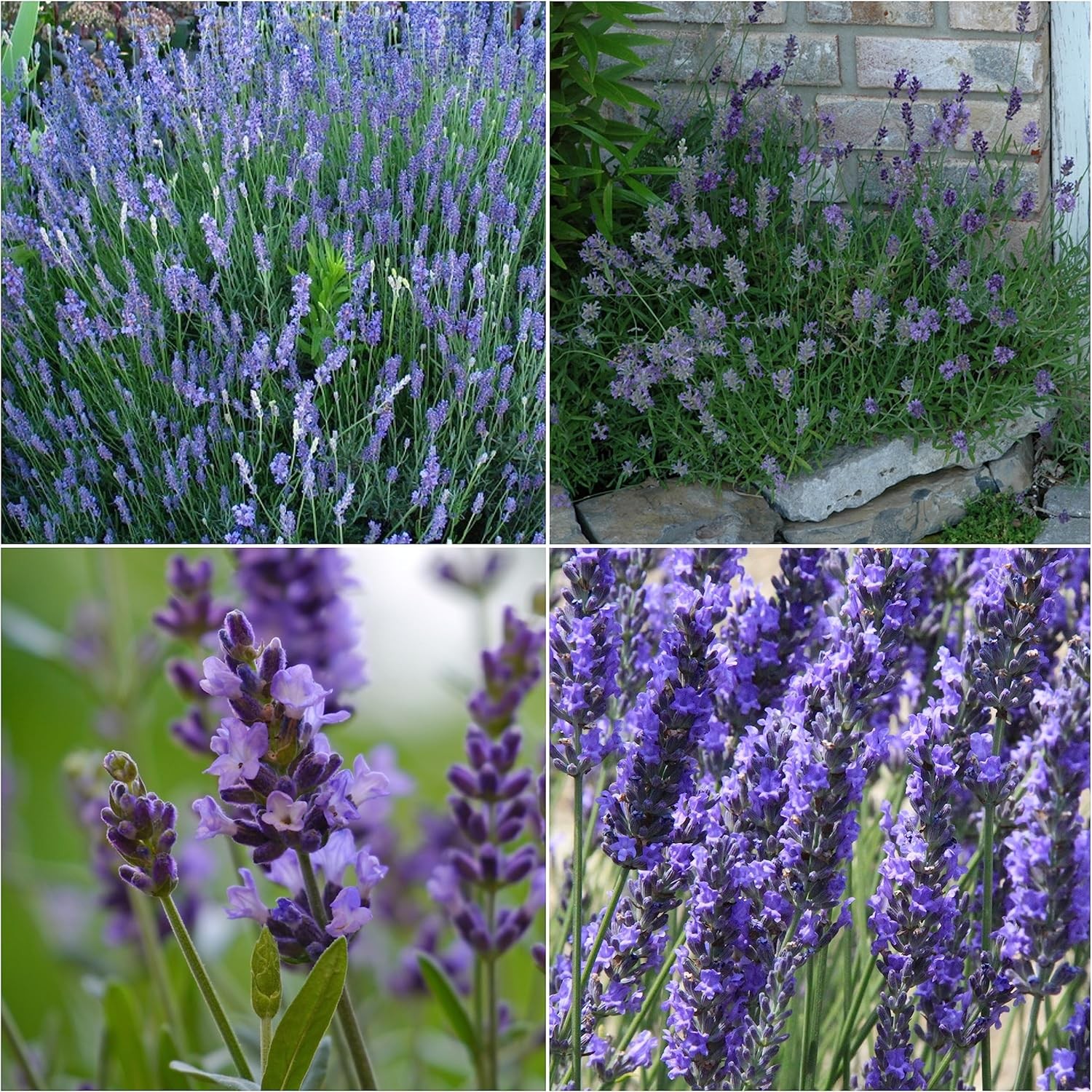 Lavender Seeds for Planting a Variety of Lavandula Plants (4 Packs)