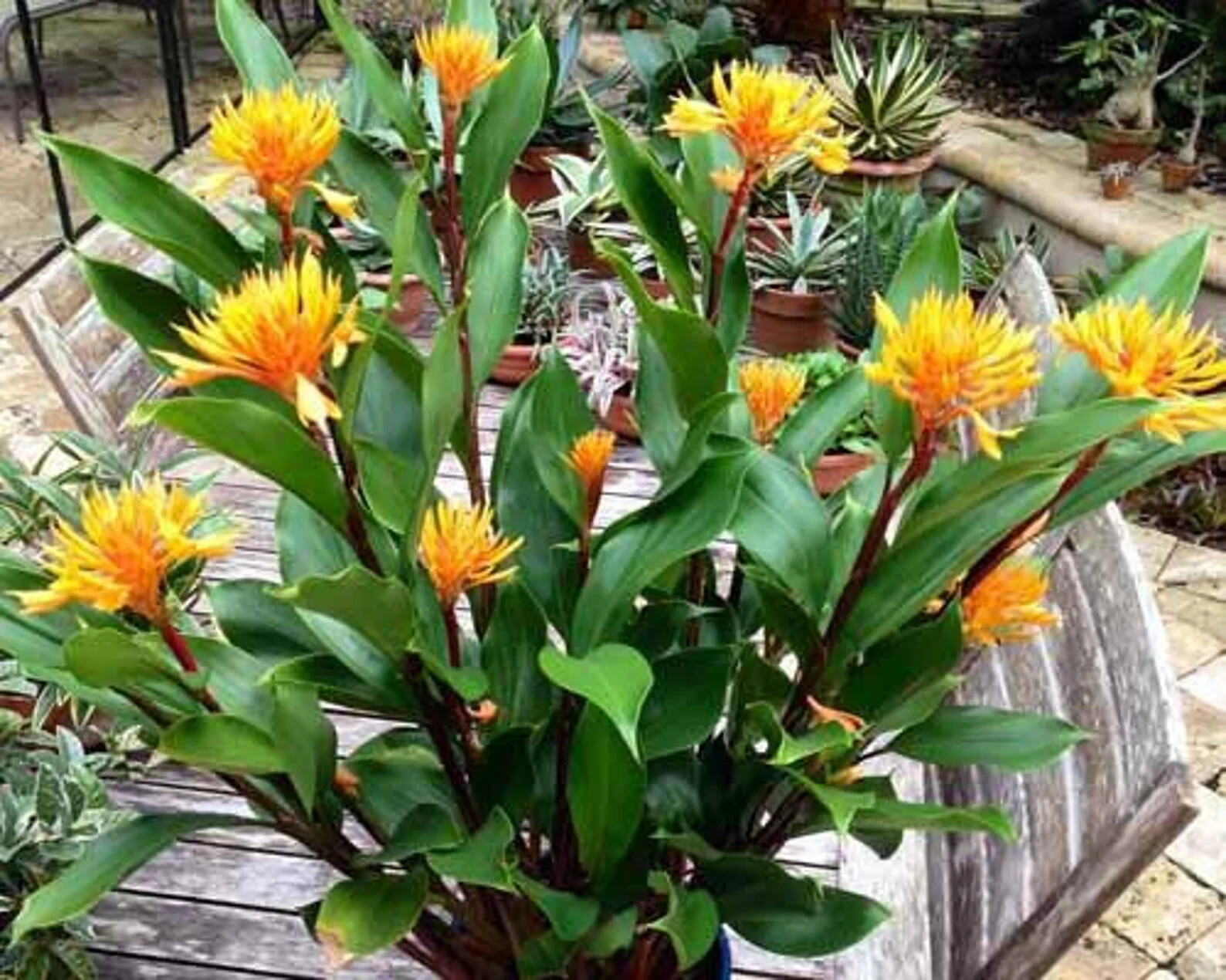 Golden Brush Dwarf Ginger – Burbidgea schizocheila- SMALL ROOTED STARTER Plant