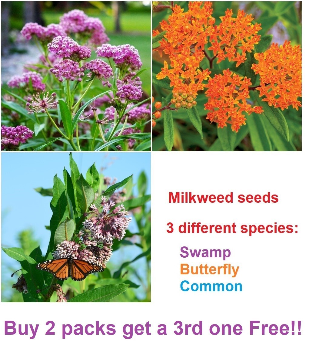 Swamp, Butterfly and Common Milkweed seeds – 100 seeds of each – 300 total