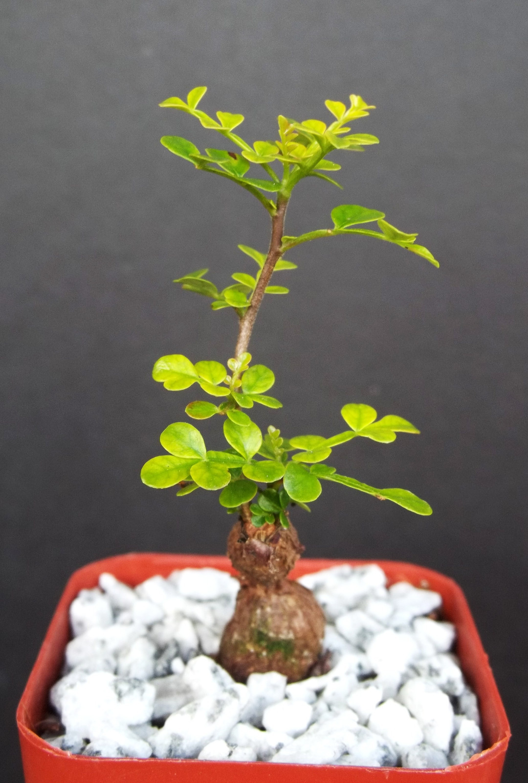 Operculicarya decaryi exotic rare madagascar natural bonsai plant caudex 2″ pot