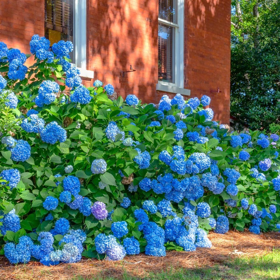Nikko Blue Hydrangea Live Plant – 6-12″ Tall – 1qt Pot – Dwarf – Zones 5-9