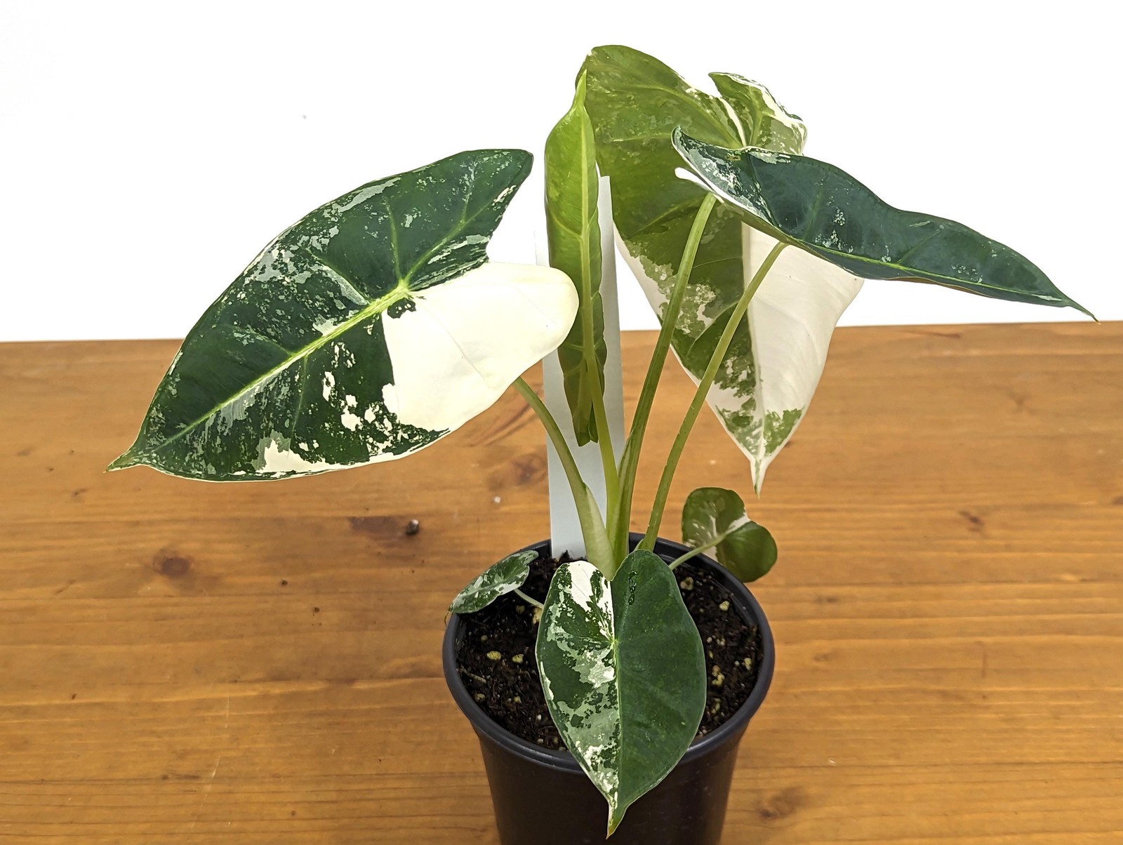 Alocasia Frydek Variegated – Assorted 4 Inch Pots