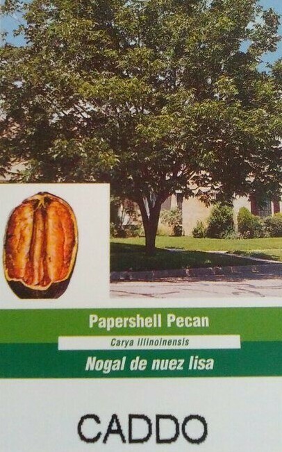 CADDO PAPERSHELL PECAN TREE 36-48 Inch Shade Trees Live Plant Pecans Nuts Plants