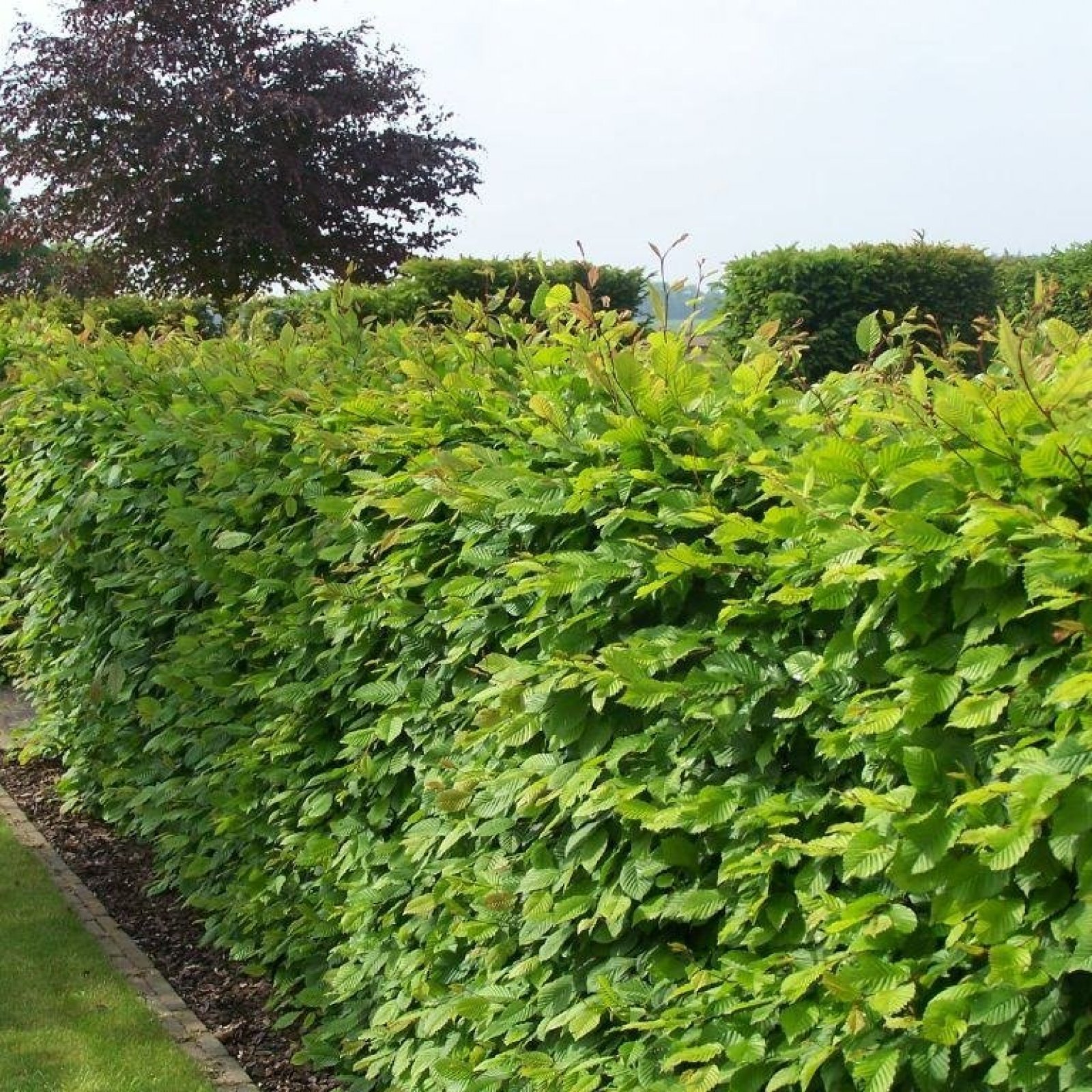 EUROPEAN HORNBEAM Carpinus Betulus 10,20 SEEDS