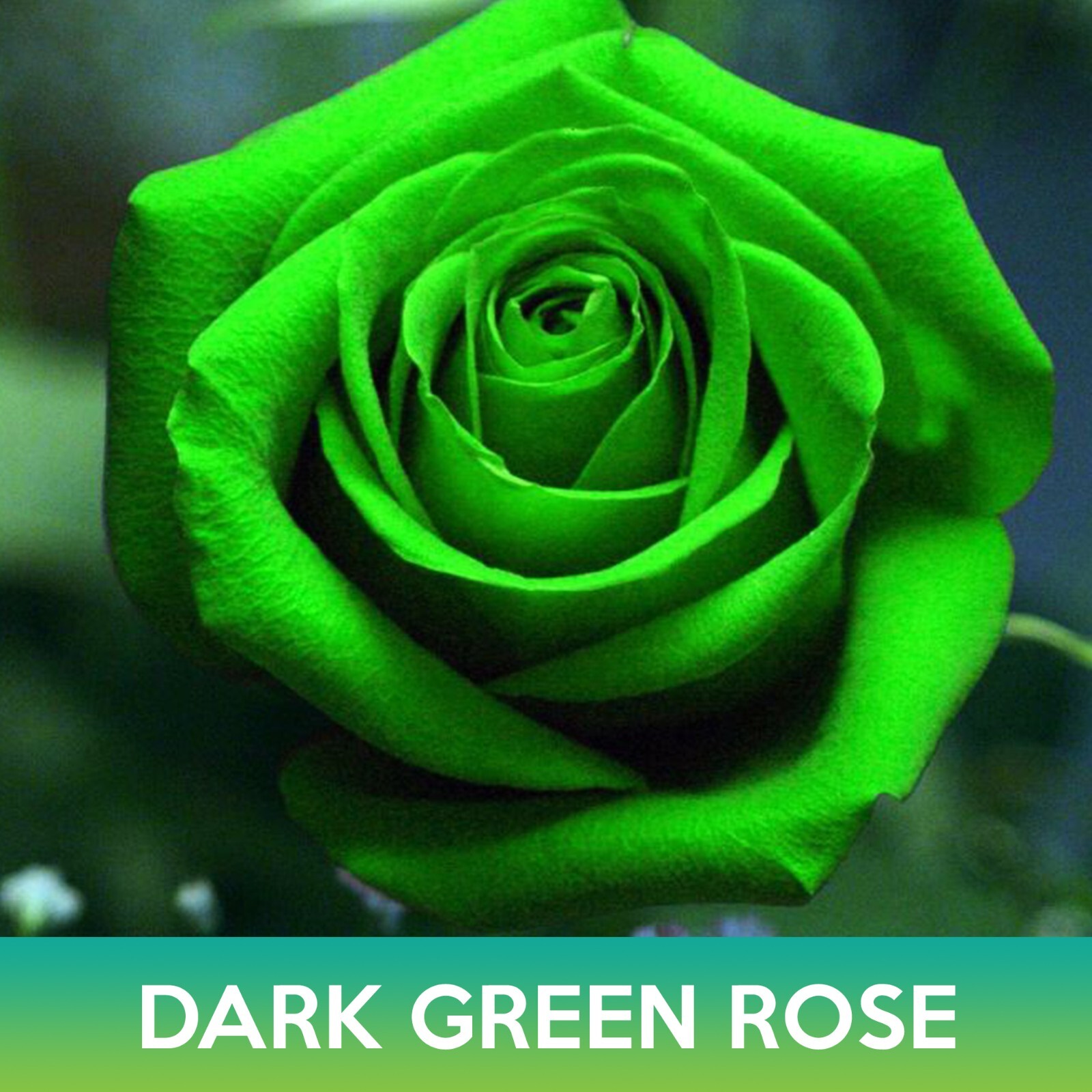 Dark Green Rose Seeds