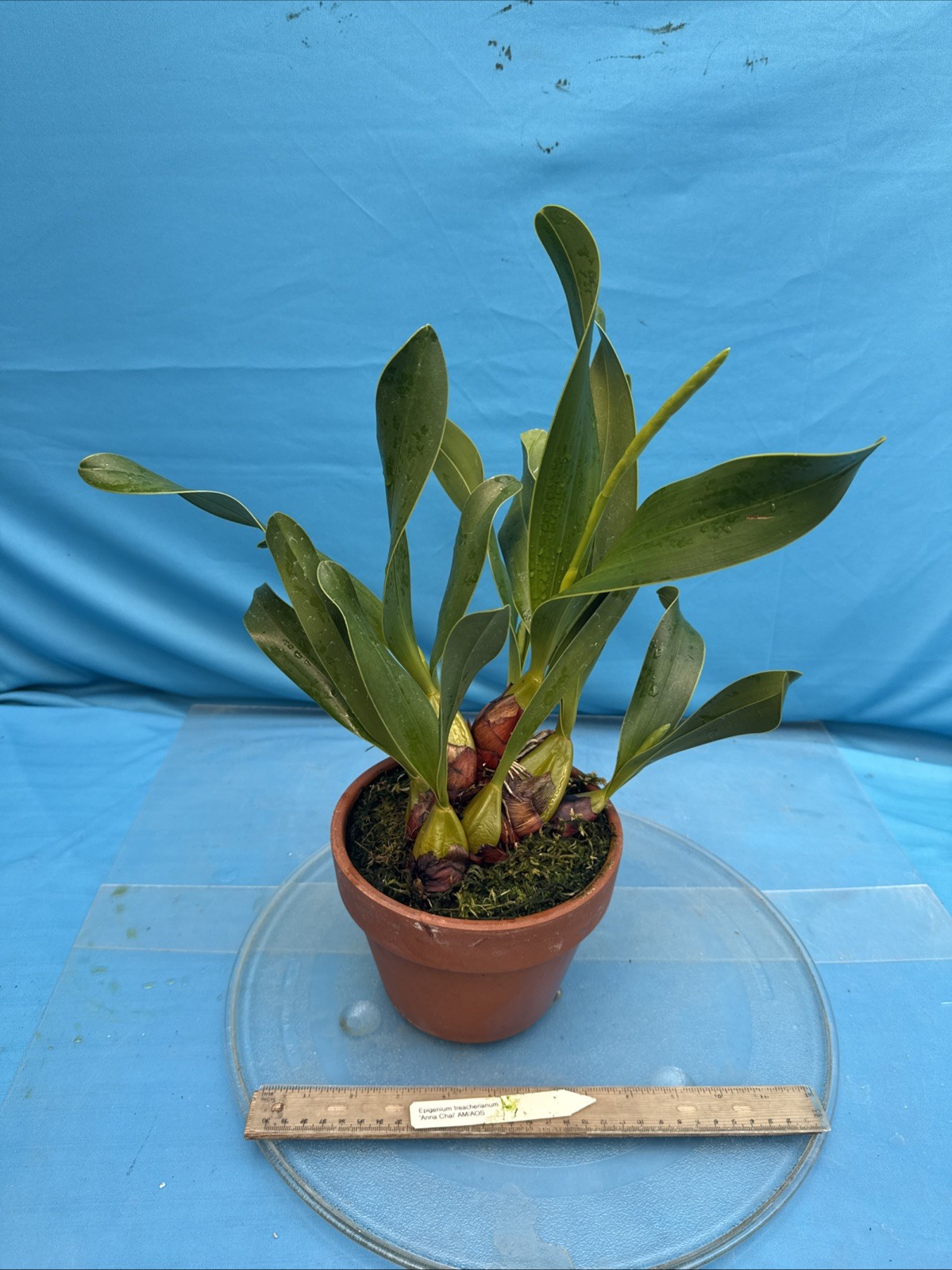 Epigeneium treacherianum ‘Anna Chai’ AM Fragrant Orchid Species 6” Pot 4 Spikes