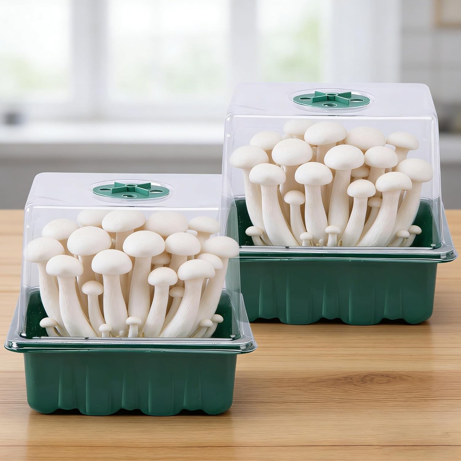 Monotub Mushroom Grow Kit 2 Pack Small 6.5in Fruiting Chamber Box Container