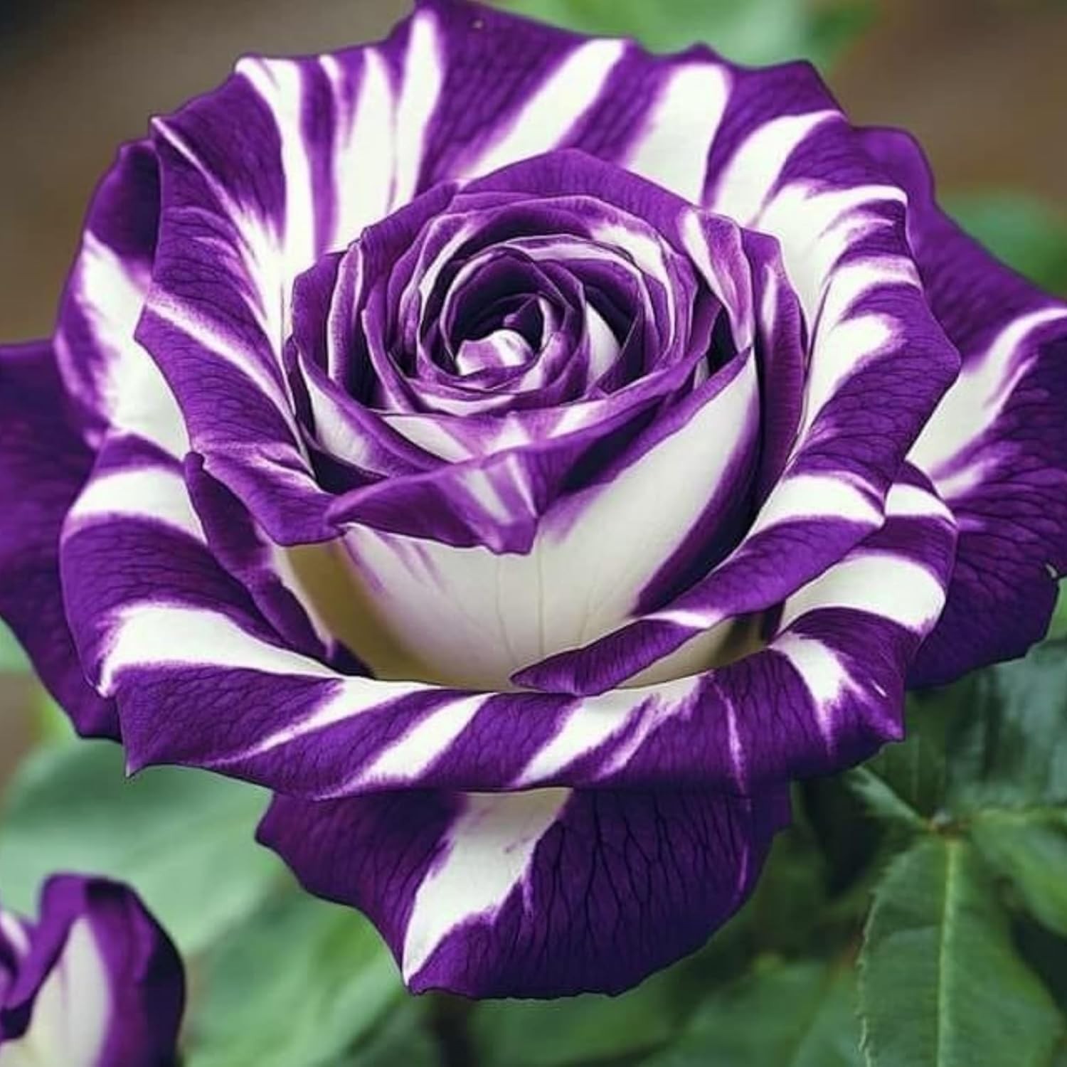 300+ Mixed Rare Rose Seeds for Planting Flower Bush Perennial Shrub Hybrid Rose
