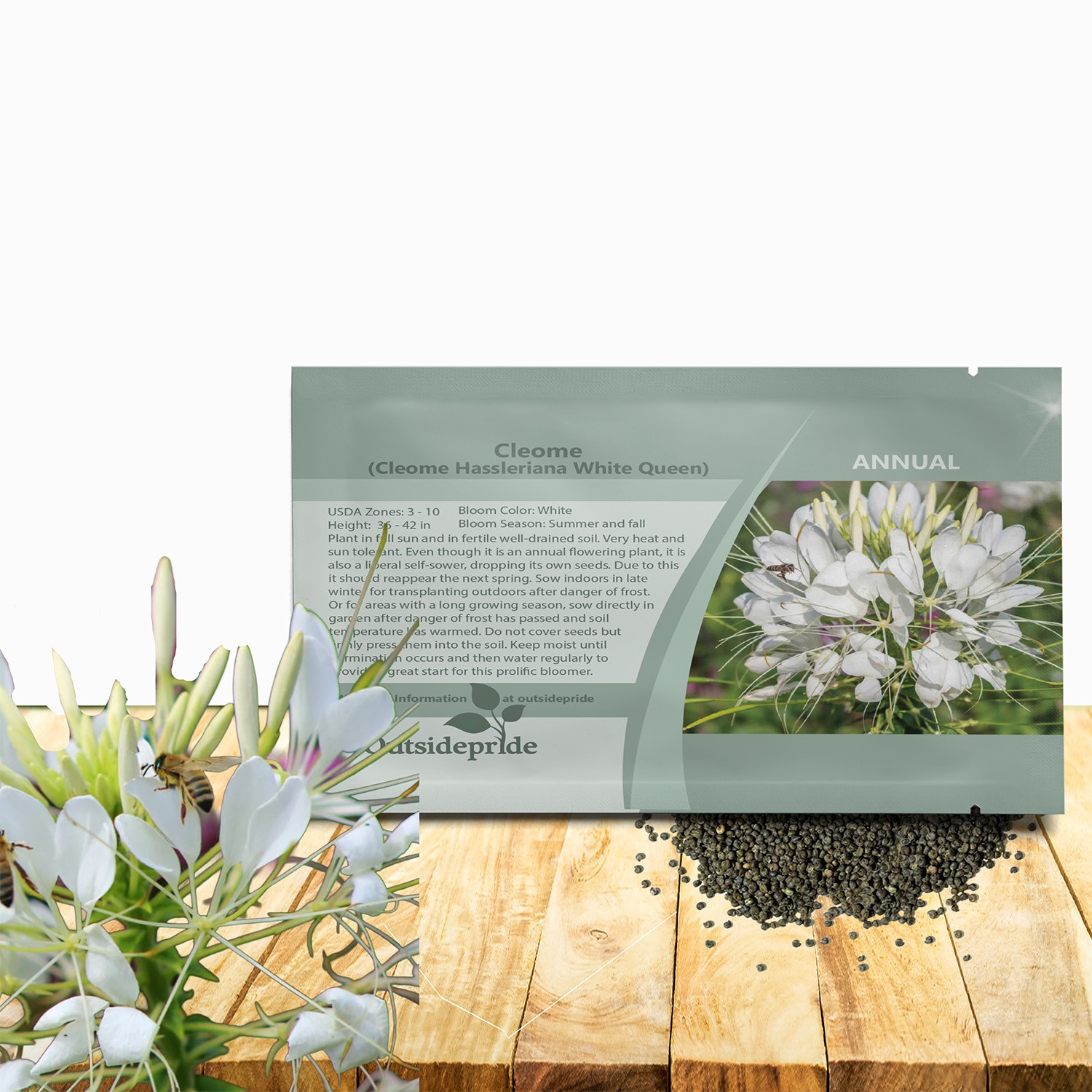 1000 Seeds White Cleome Spider Flower Seed For Xeriscape Gardens