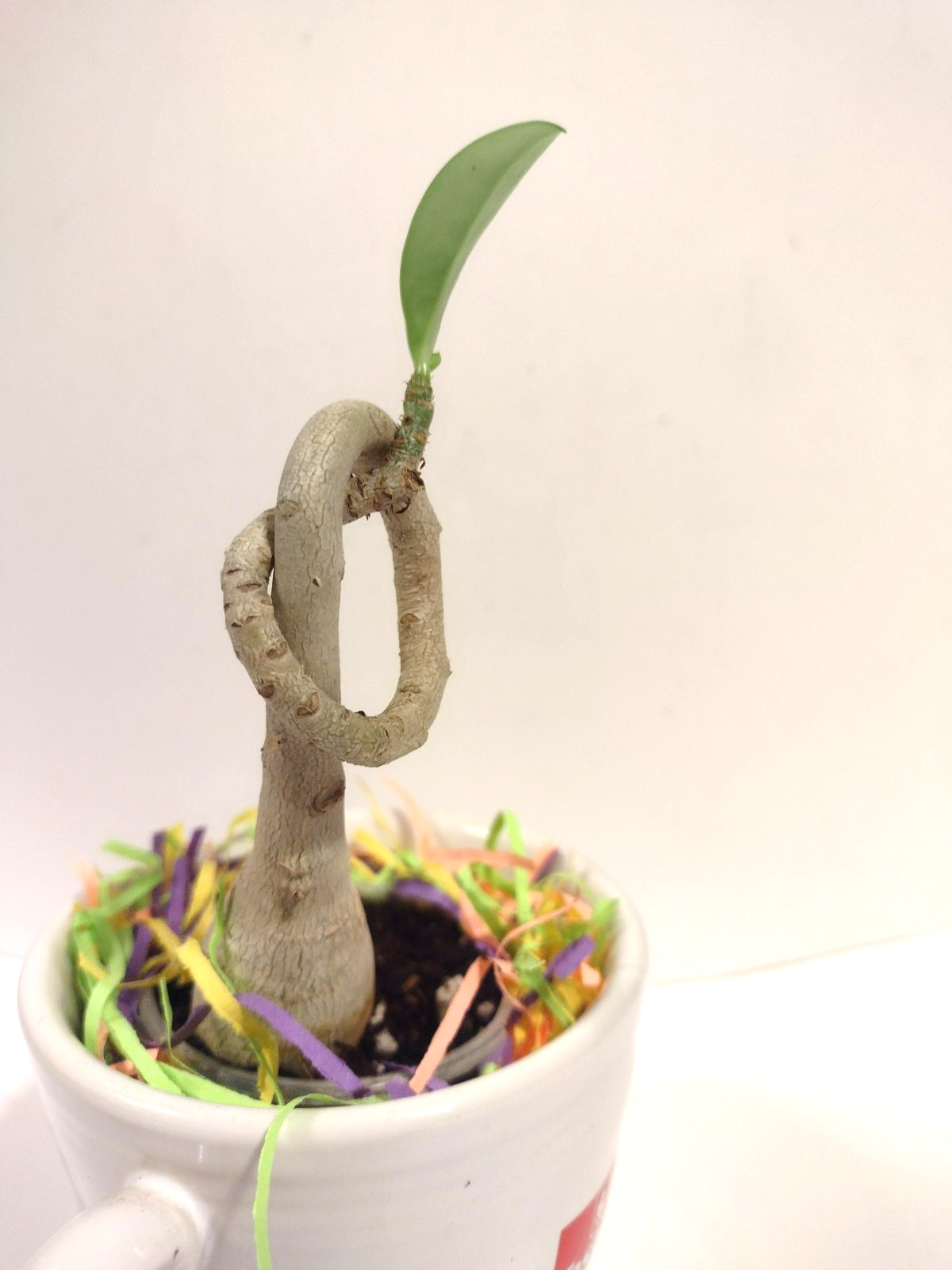 Desert Rose Live Plant