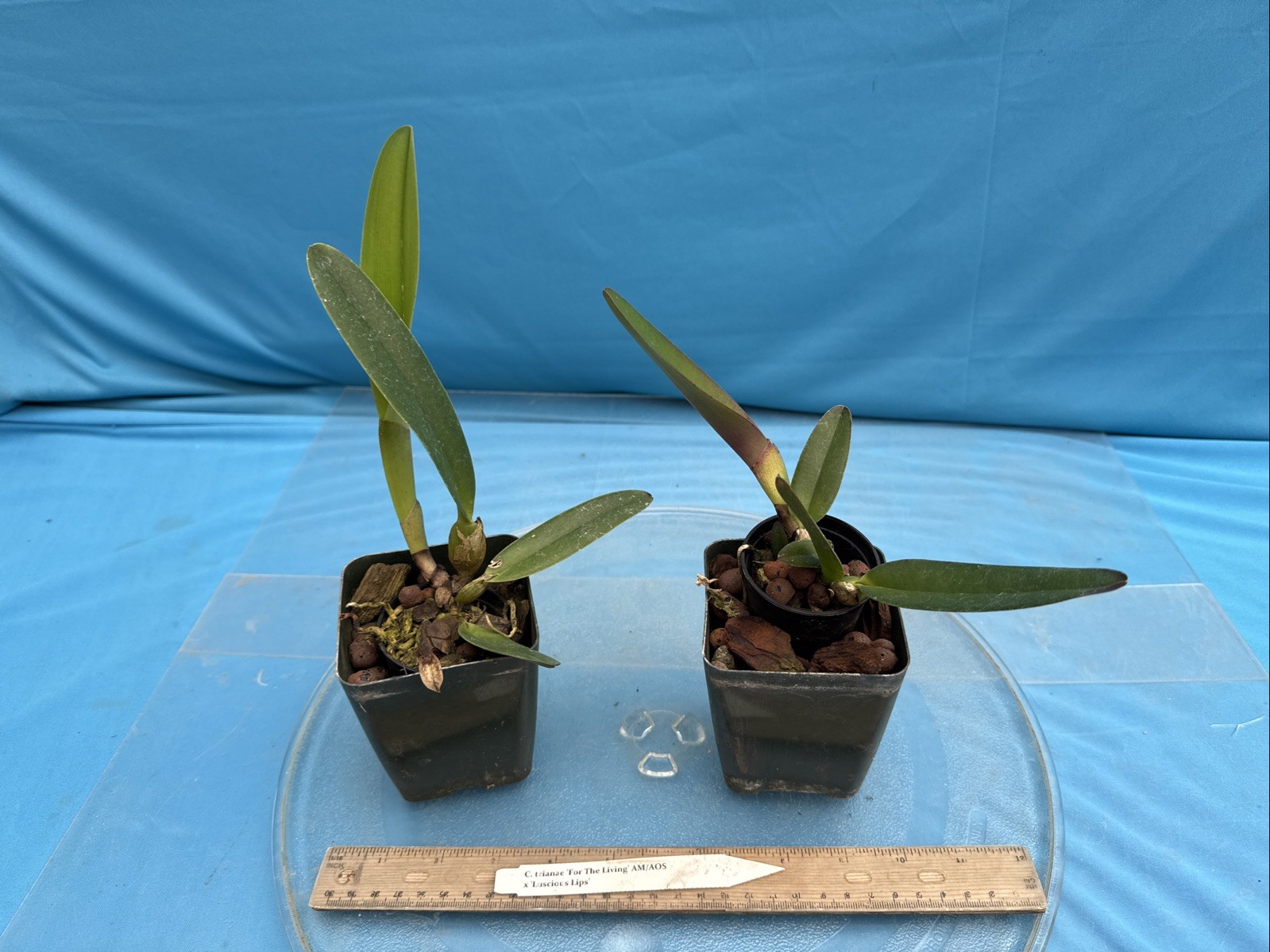 Cattleya trianae ‘For The Living’ AM X ‘Luscious Lips’ Orchid Eros Species 4” Pt